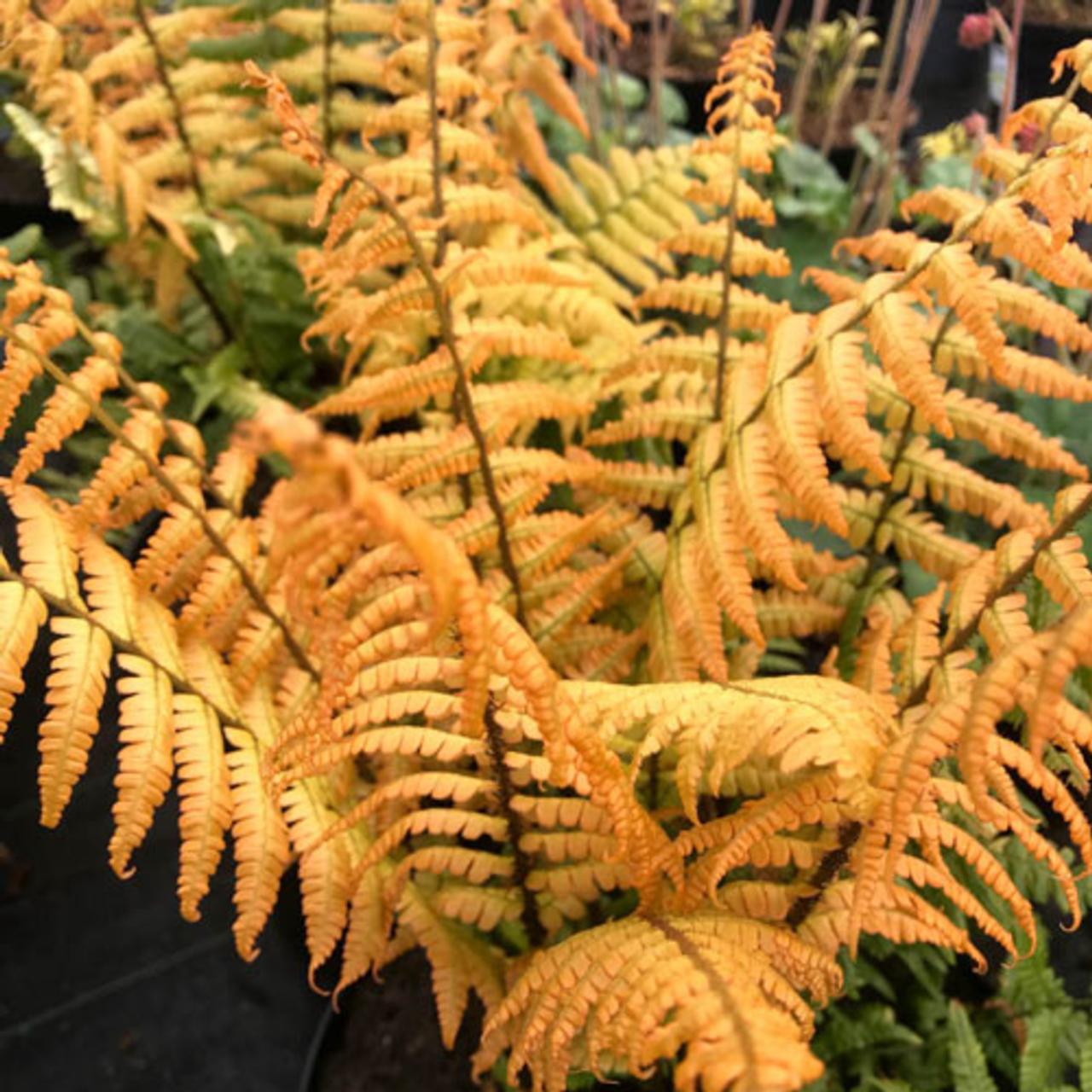 Dryopteris wallichiana 'Jurassic Gold' plant