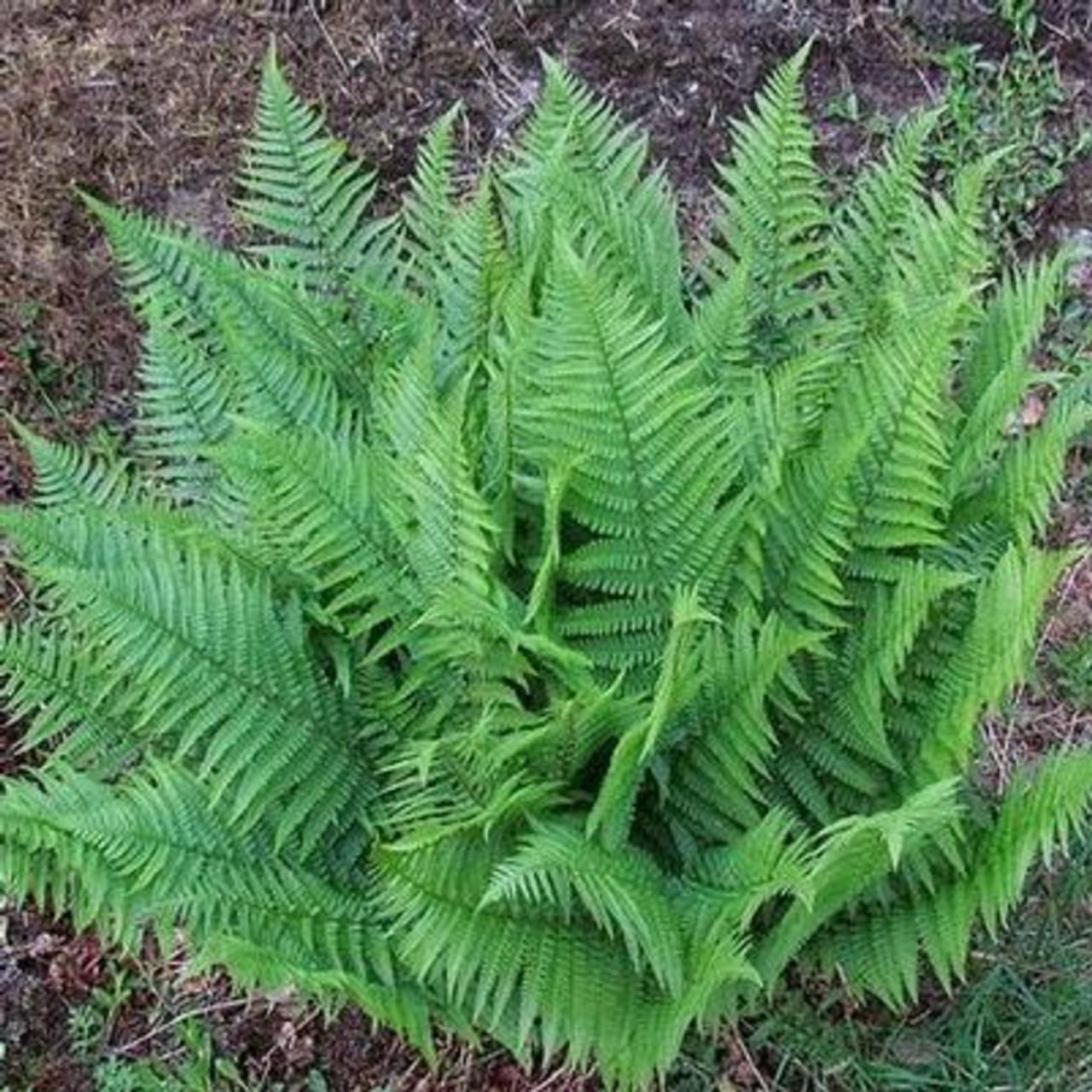 Dryopteris wallichiana plant