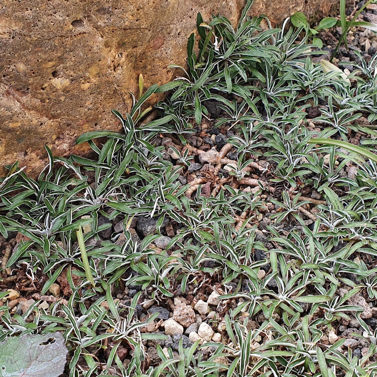 Dymondia margaretae plant