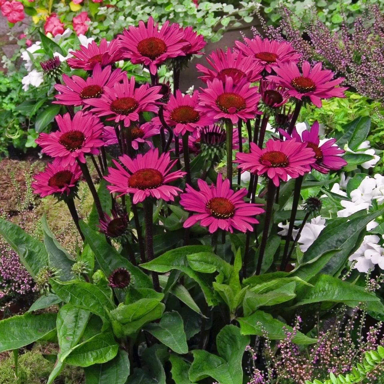 Echinacea 'Fatal Attraction' plant