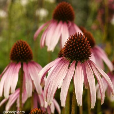echinacea-js-engeltje