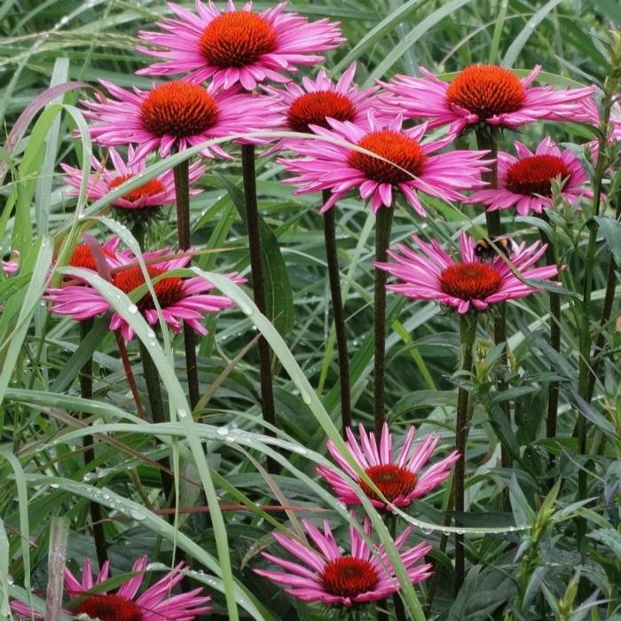 Echinacea 'Pica Bella' plant