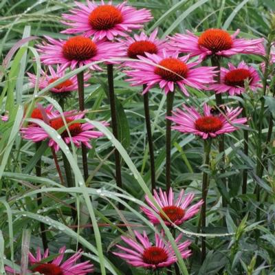 echinacea-pica-bella