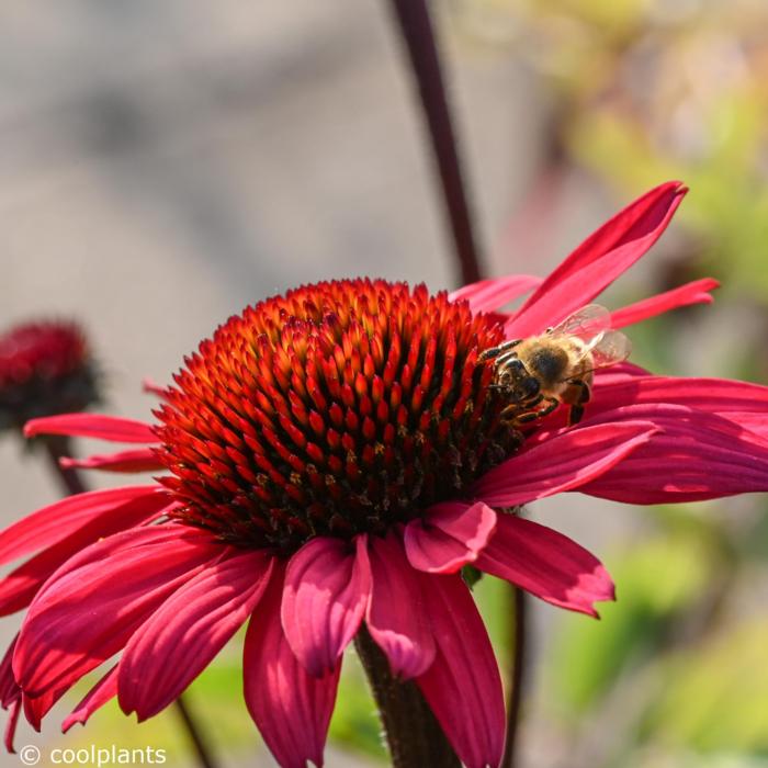 Echinacea purpurea 'JS Stiletto'  plant