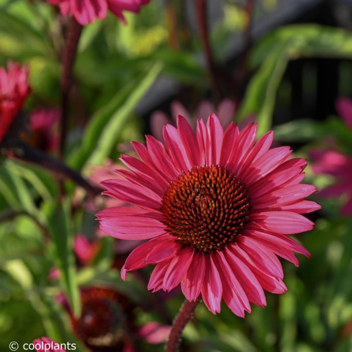 Echinacea purpurea 'JS Stiletto'  plant