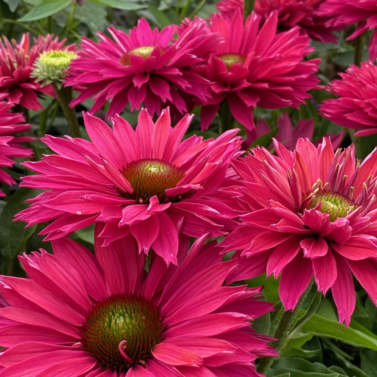 Echinacea purpurea 'Sunseekers Sweet Fuchsia' plant