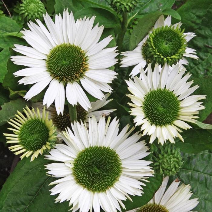 Echinacea 'Virgin' plant