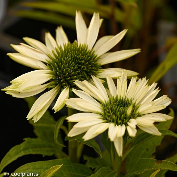 Echinacea 'Virgin' plant