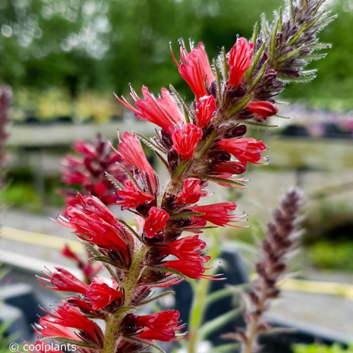 Echium amoenum 'Red Feathers' plant
