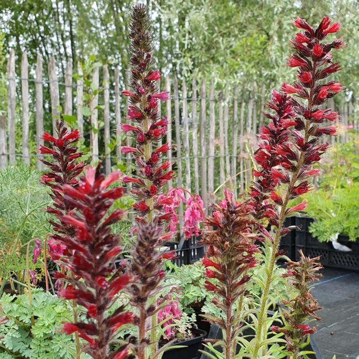 Echium amoenum 'Red Feathers' plant