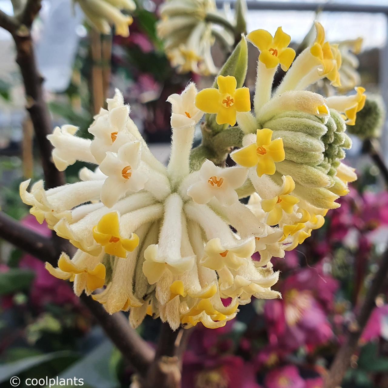 Edgeworthia chrysantha 'Grandiflora' plant