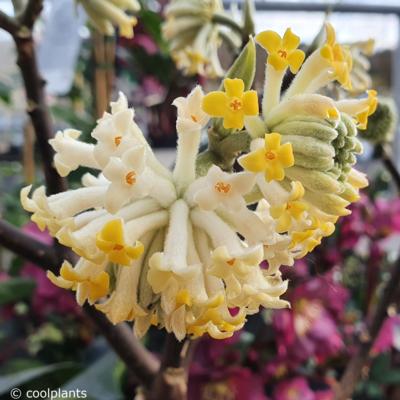 edgeworthia-chrysantha-grandiflora