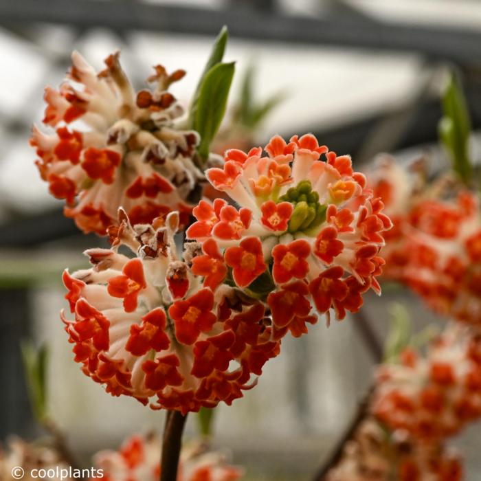 Edgeworthia chrysantha 'Red Dragon' plant