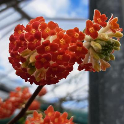 edgeworthia-chrysantha-red-dragon