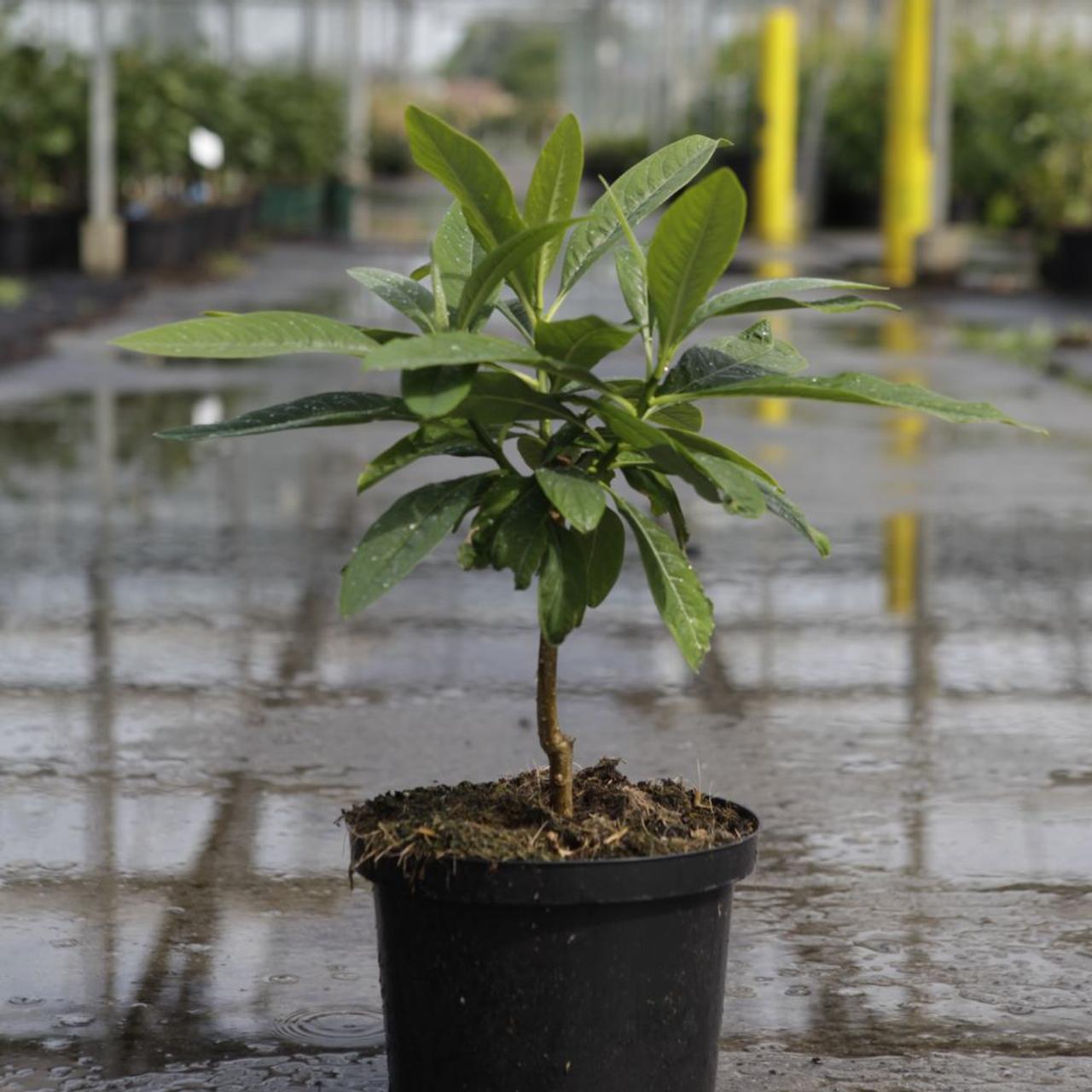 Edgeworthia chrysantha 'Winter Liebe' plant