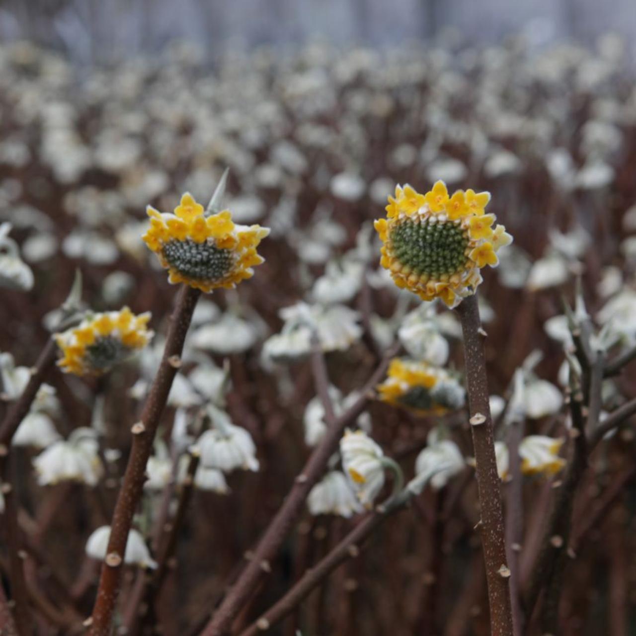 Edgeworthia chrysantha plant