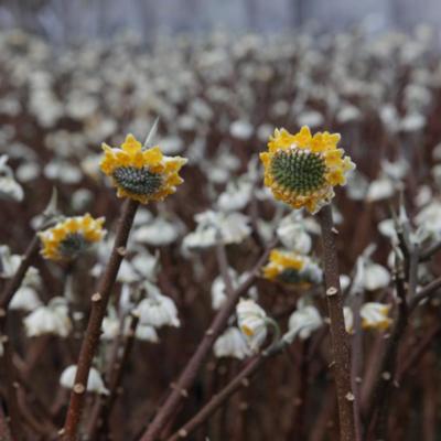 edgeworthia-chrysantha