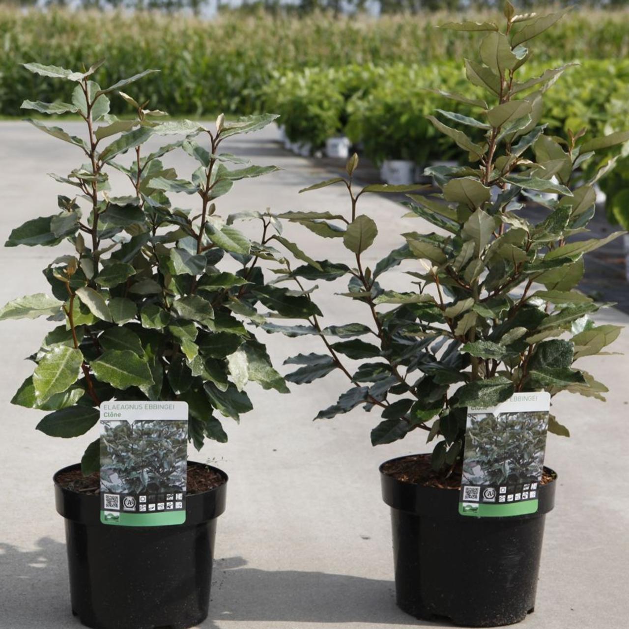 Elaeagnus ebbingei 'Compacta' plant