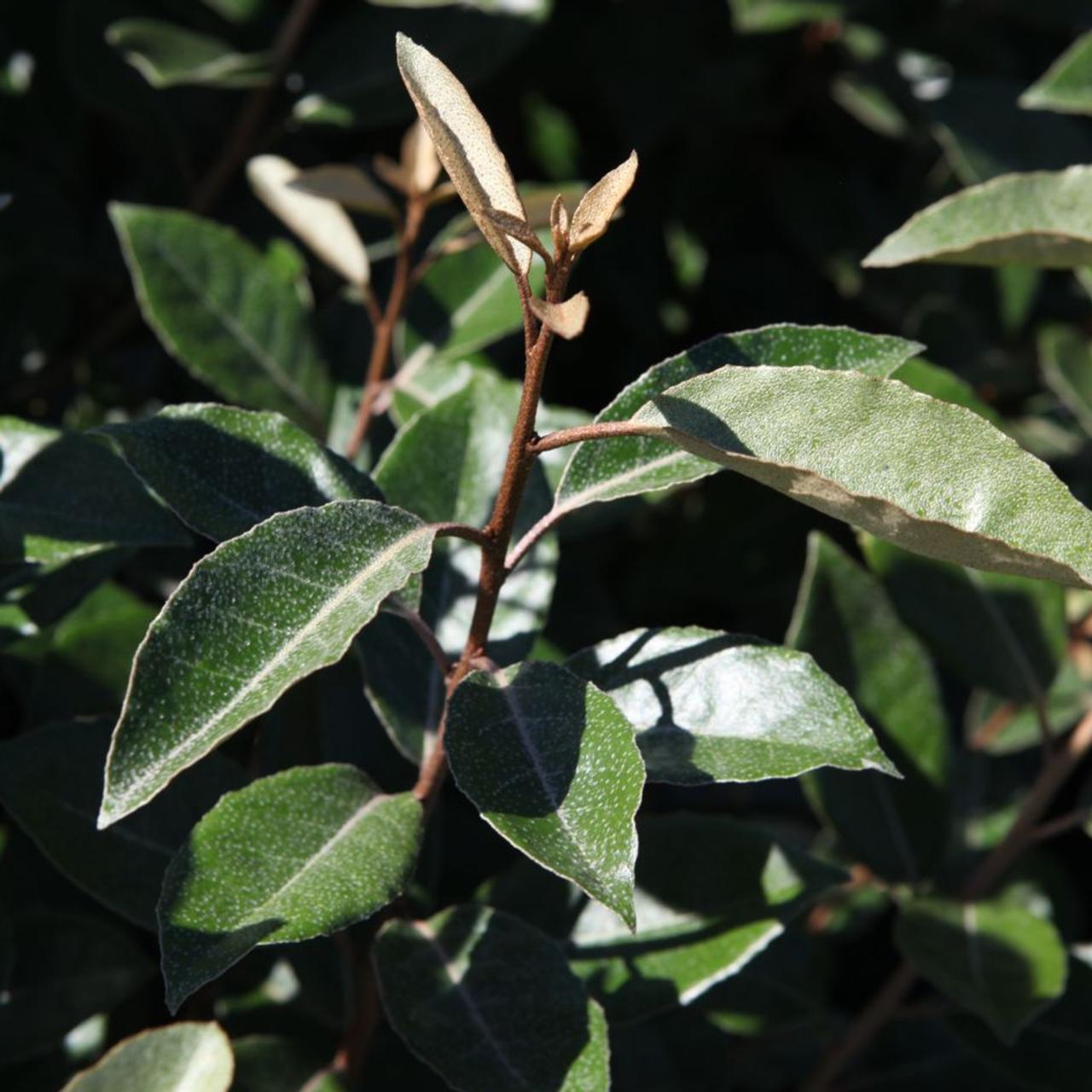 Elaeagnus ebbingei plant