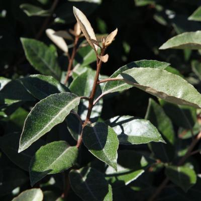 elaeagnus-ebbingei