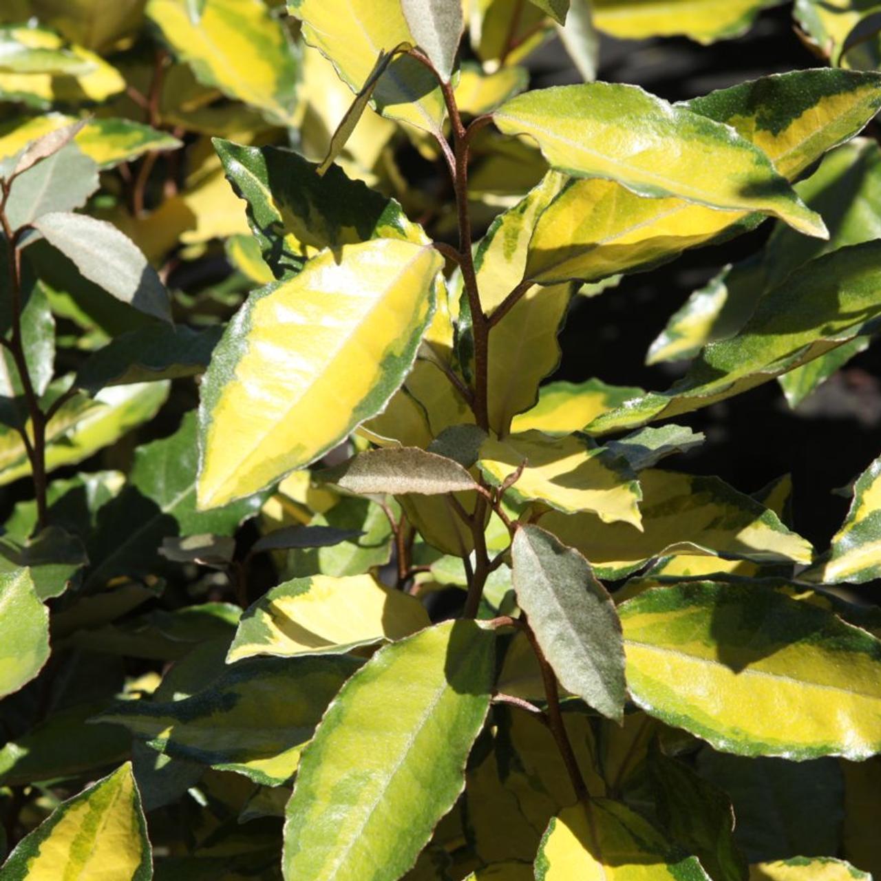 Elaeagnus x ebbingei 'Eleador' plant