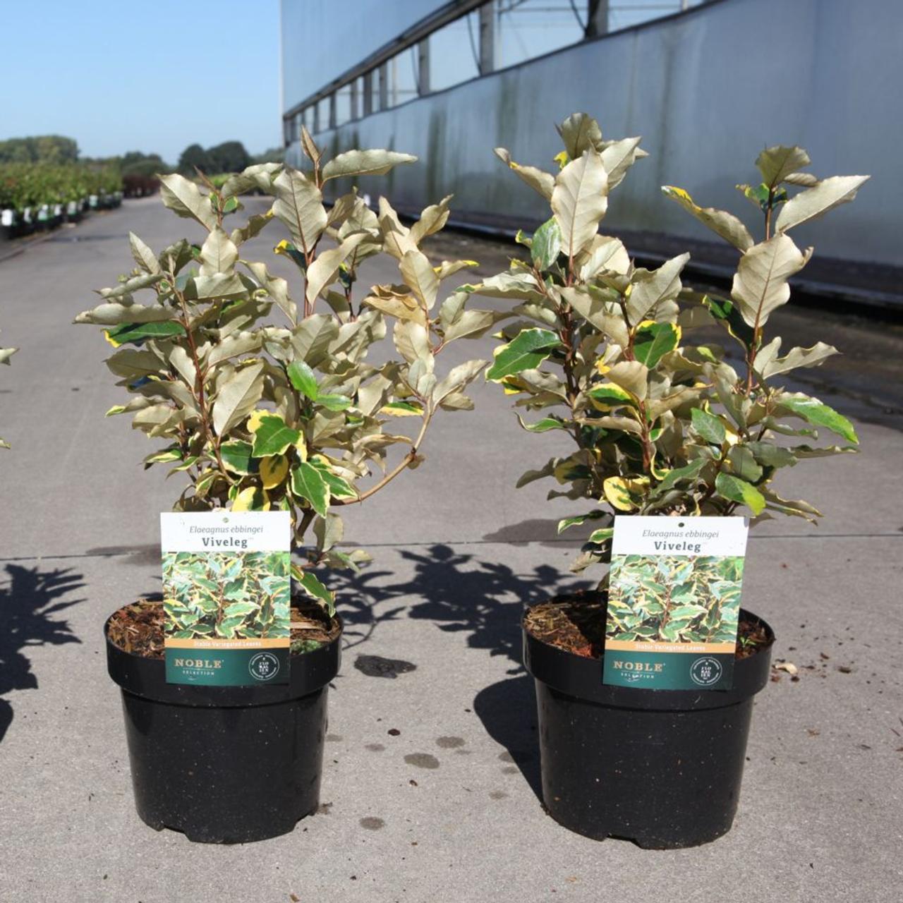 Elaeagnus x ebbingei 'Viveleg' plant