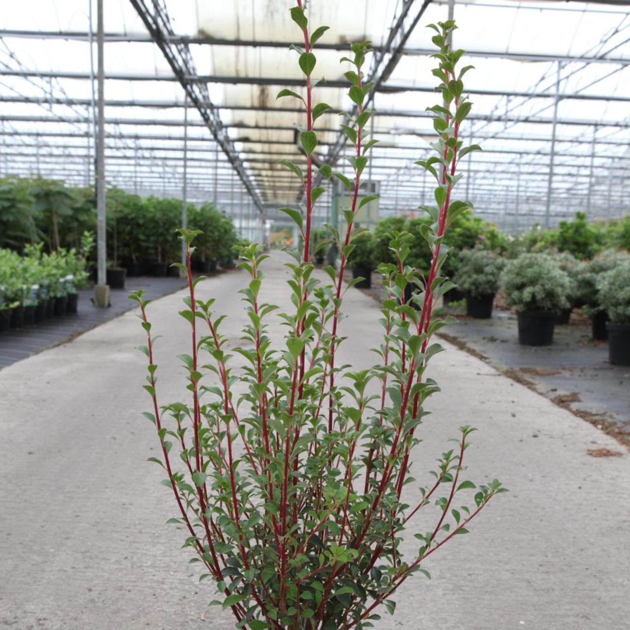 Enkianthus campanulatus plant