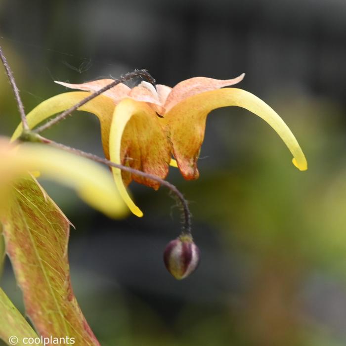 Epimedium 'Amber Queen' plant