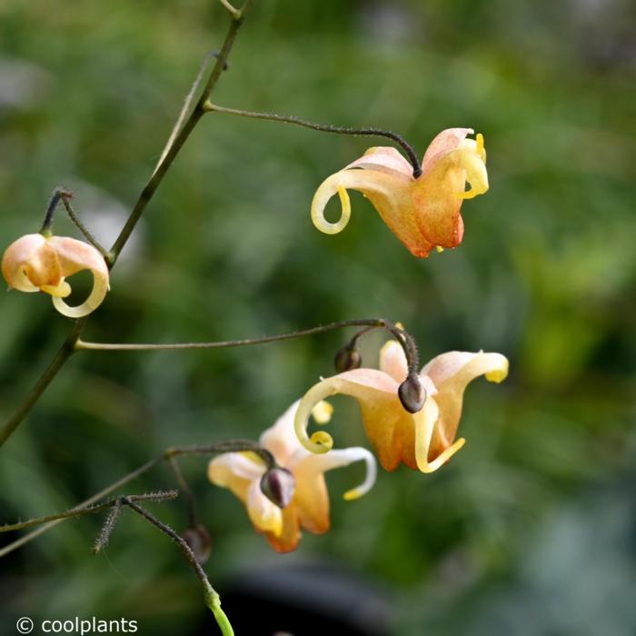 Epimedium 'Amber Queen' plant