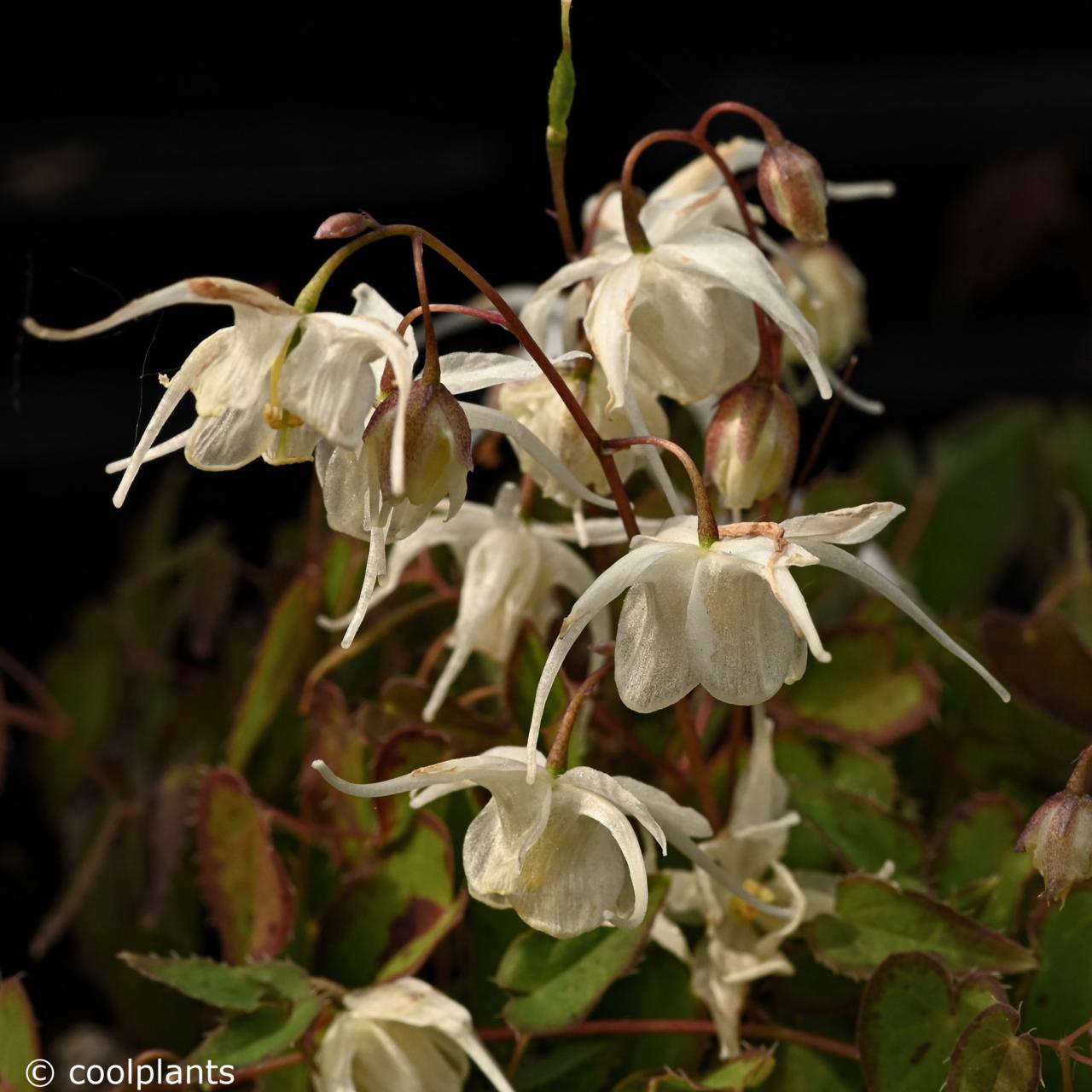 Epimedium grandiflorum 'Creeping Yellow' plant