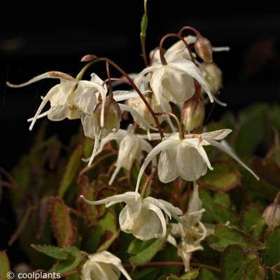 epimedium-grandiflorum-creeping-yellow