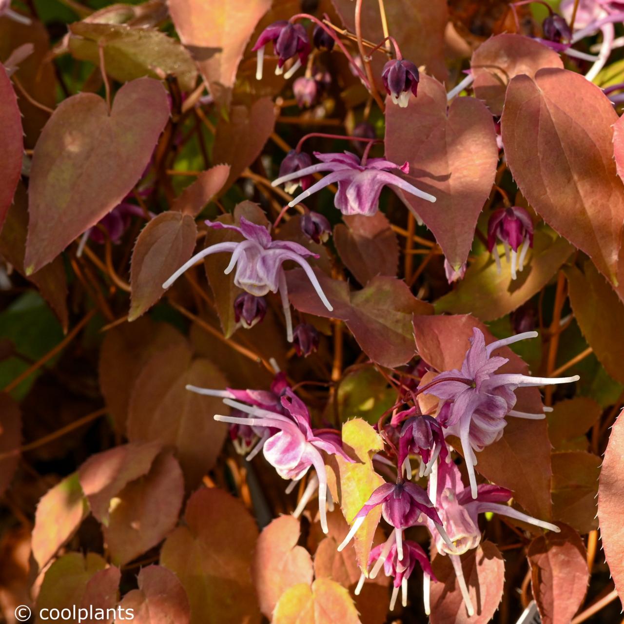 Epimedium grandiflorum 'Purple Pixie' plant