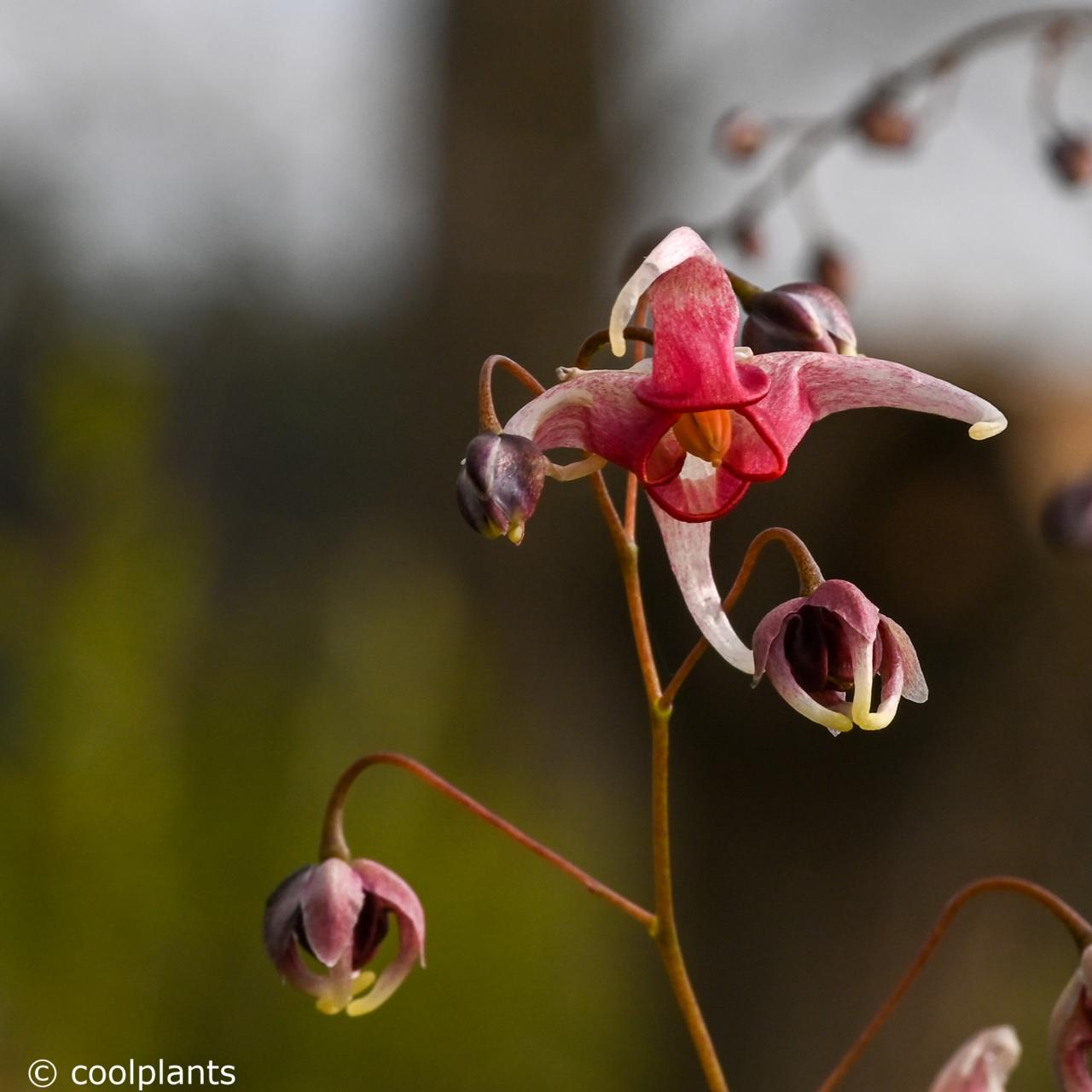 Epimedium 'Pink Champagne' plant