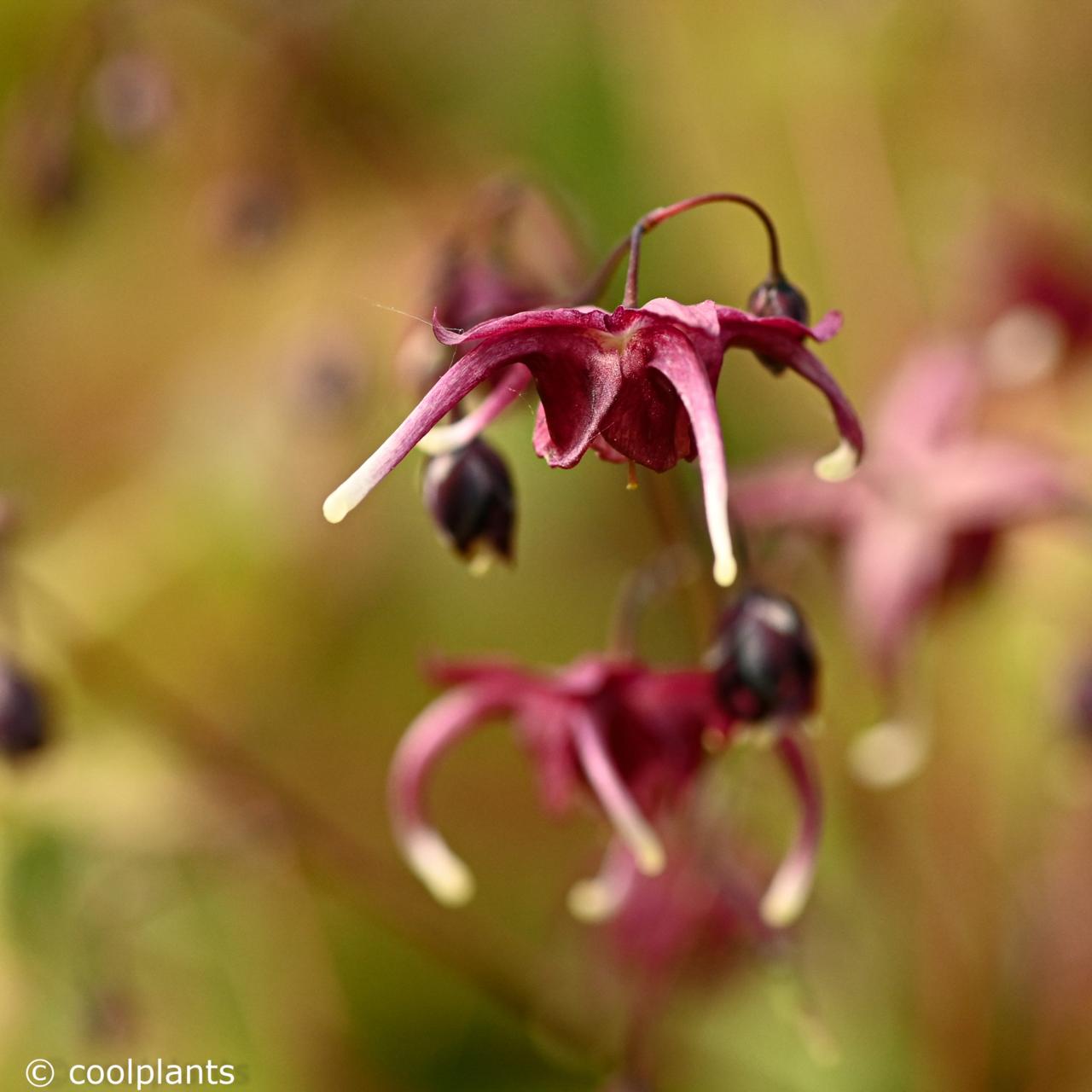 Epimedium 'Red Maximum' plant