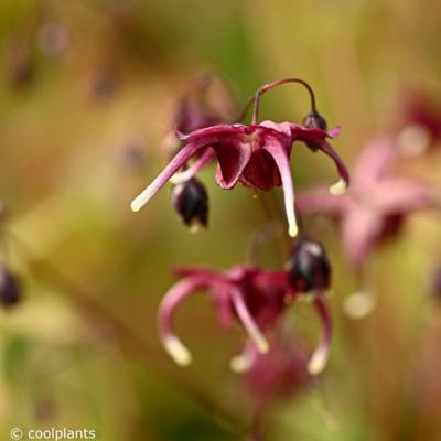 epimedium-red-maximum