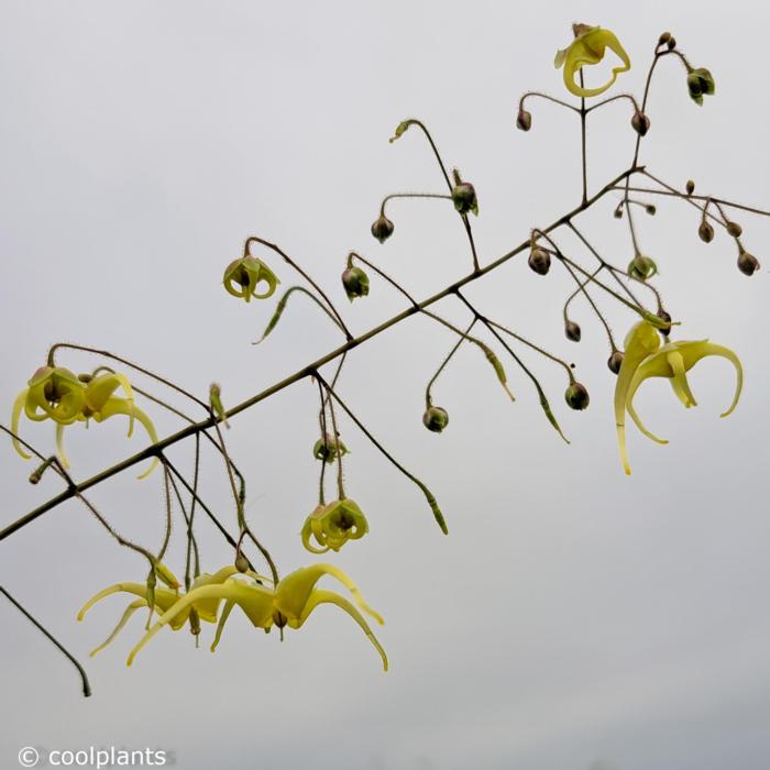 Epimedium 'Spine Tingler' plant