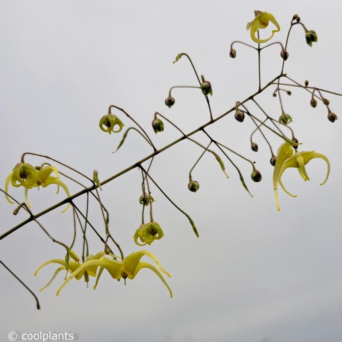 Epimedium 'Spine Tingler' plant