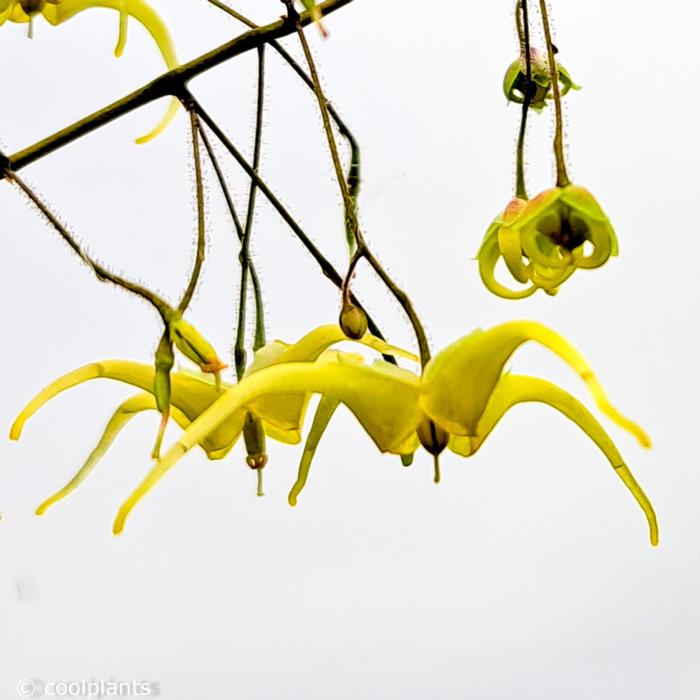 Epimedium 'Spine Tingler' plant