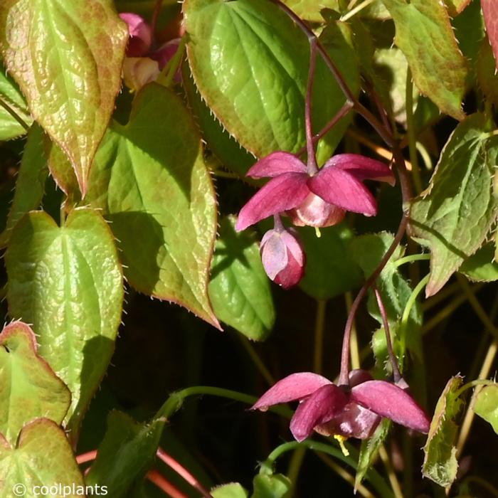 Epimedium x rubrum 'Galadriel' plant