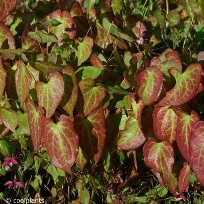 epimedium-x-rubrum-galadriel