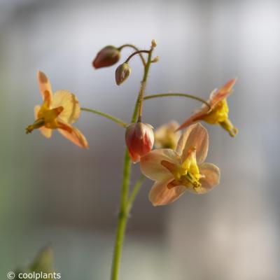 epimedium-x-warleyense-orangekonigin