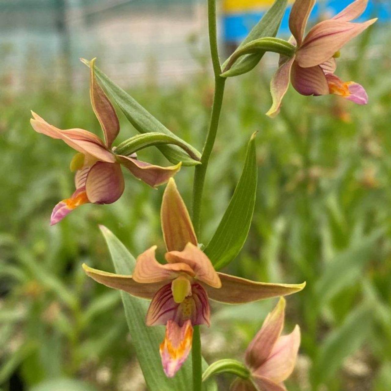 Epipactis gigantea red leaf x thunbergii plant