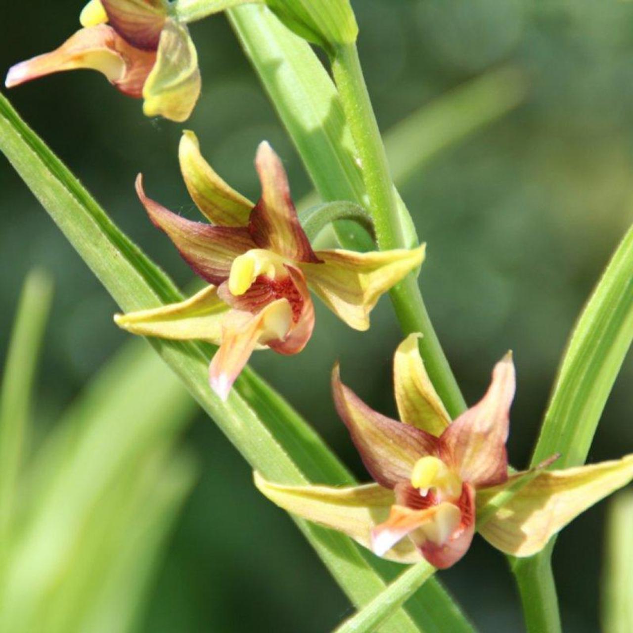 Epipactis gigantea plant