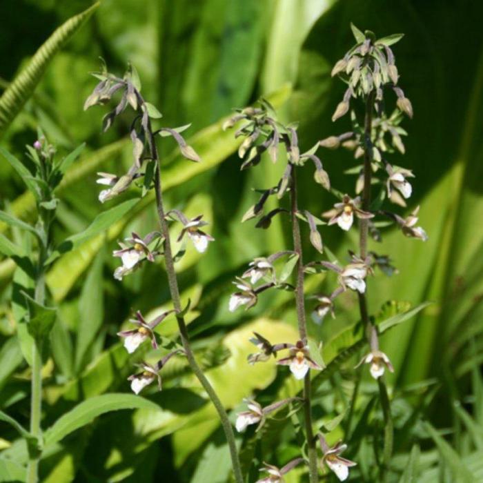 Epipactis palustris plant