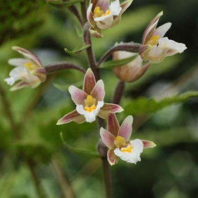 epipactis-palustris