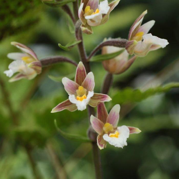 Epipactis palustris plant