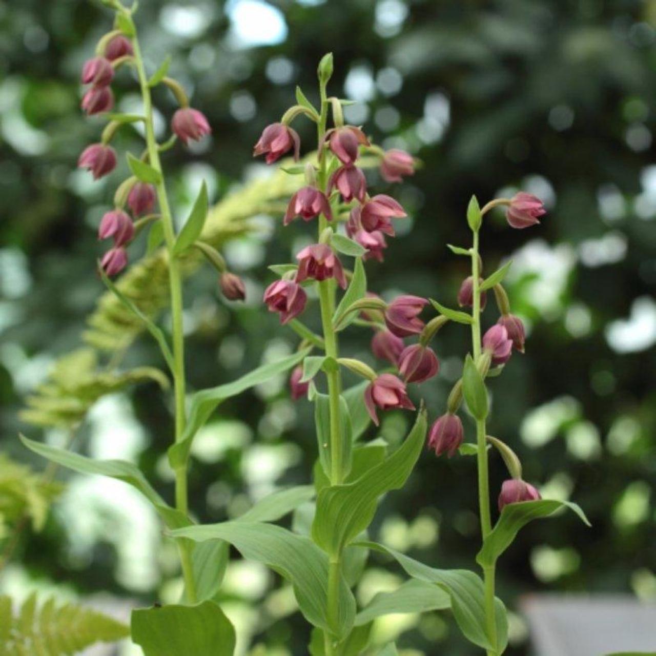 Epipactis royleana plant