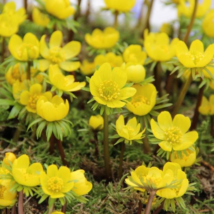 Eranthis cilicica plant