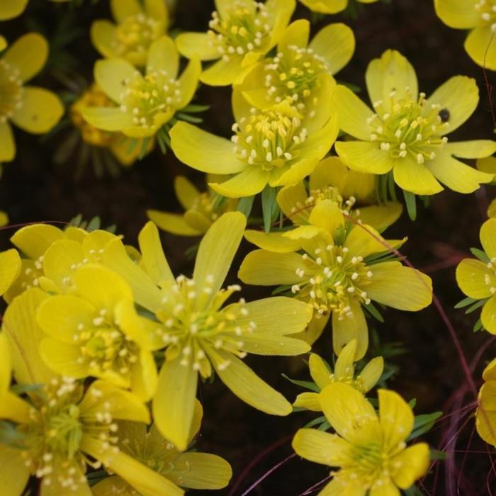 Eranthis cilicica plant