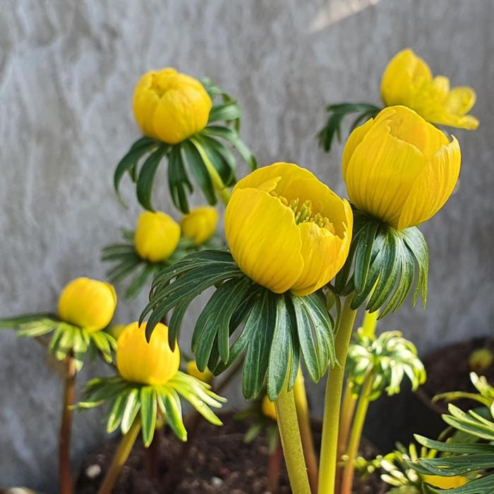 Eranthis cilicica plant